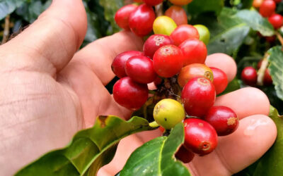 NicaNola Coffee Opens Early Harvest to NOLA Roasters