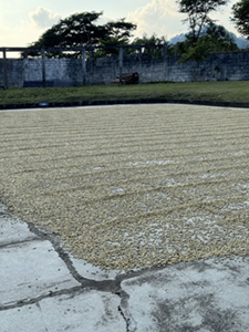 Drying patios in Honduras