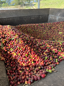 Early harvest of Arabica beans